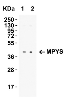 MPYS Antibody抗体，orb1239632，bio