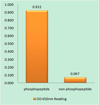 HSF1 (phospho Thr142) rabbit p