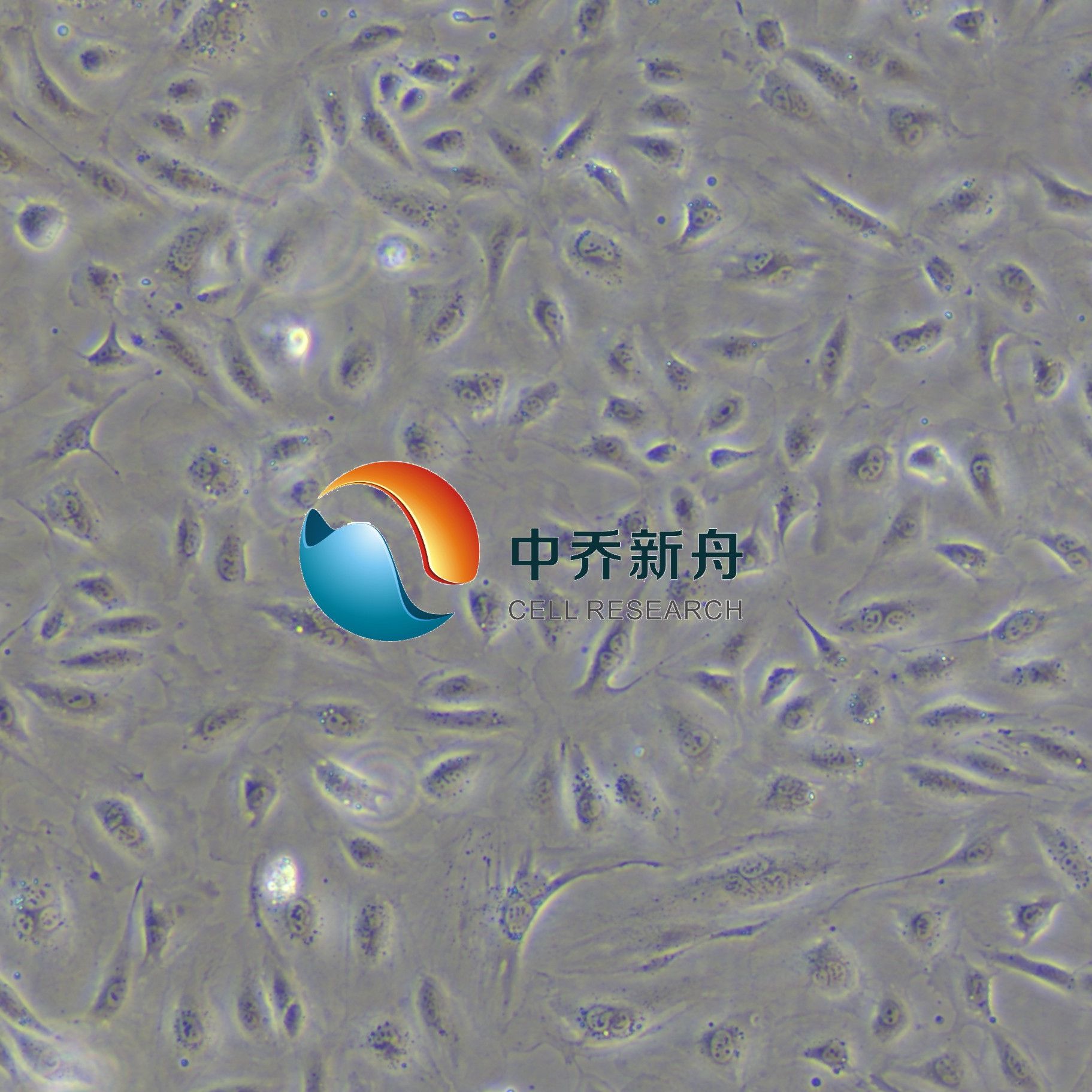 人肝窦内皮细胞永生化