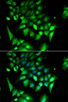 BHLHE40 Antibody抗体,orb1256951,