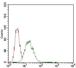 CDX2 Antibody抗体,orb153532,bior