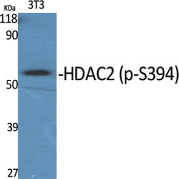 HDAC2 (phospho Ser394) rabbit 