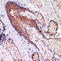 CD68 Antibody抗体，orb235071，bior