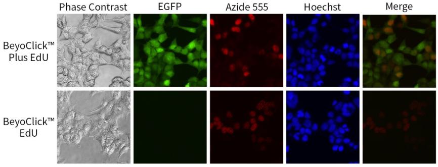 EdU升级！细胞增殖检测效率翻倍
