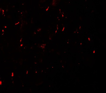 MYT1L Antibody抗体,orb1239411,bi