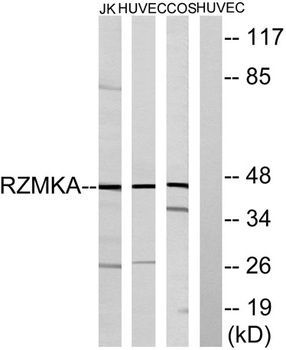 FAM80A rabbit pAb抗体，orb765198，