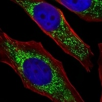 NDUFB4 Antibody抗体，orb1879771，b