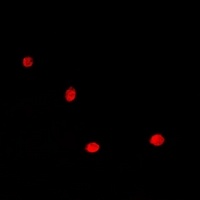 HDGF Antibody抗体,orb378100,bior