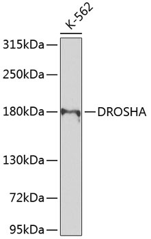 DROSHA Antibody抗体，orb1255901，b