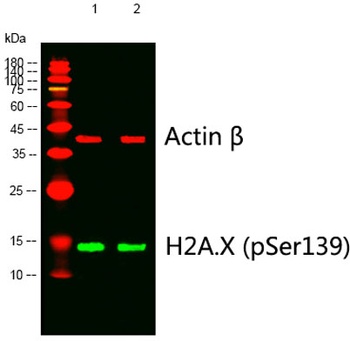 Histone H2A.X (phospho Ser139)