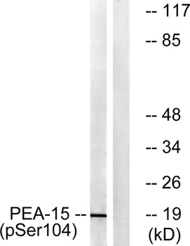 PEA-15 (phospho Ser104) rabbit