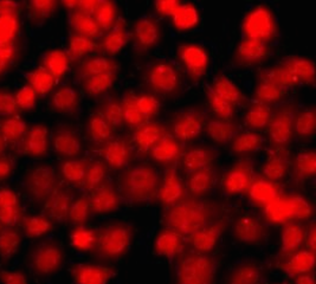 THAP1 Antibody抗体，orb631866，bio