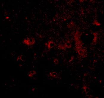 CAPS2 Antibody抗体，orb1240067，bi