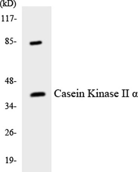 Casein Kinase IIα rabbit pAb抗体