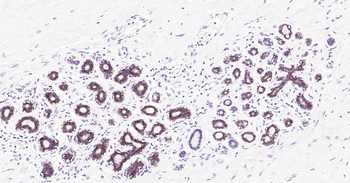 Tau-4 Mouse Monoclonal Antibod