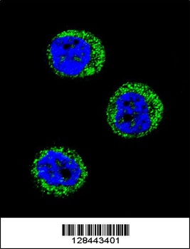 HP Antibody抗体，orb1270670，biorb