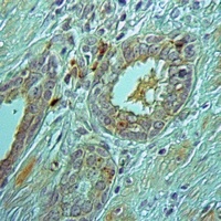 PEX3 Antibody抗体，orb214793，bior