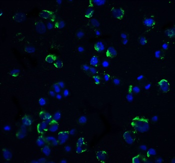 NIK Antibody抗体，orb1239370，bior