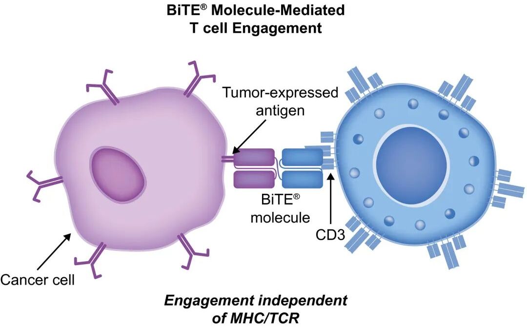 CD3/CD19/BCMA 从肿瘤免疫到自身免疫性疾病的多面利器
