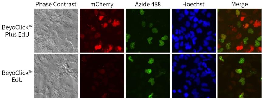 EdU升级！细胞增殖检测效率翻倍