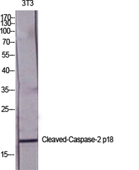 Cleaved-Caspase-2 p18 (G170) r