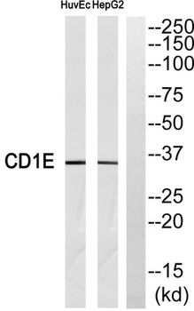 CD1e rabbit pAb抗体，orb764775，bi