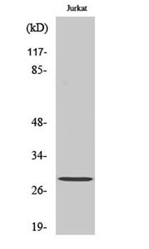 14-3-3 ζ (phospho Ser58) rabbi