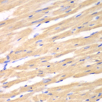 DKK3 Antibody抗体，orb1258129，bio