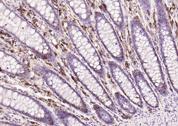 CD138 Recombinant Rabbit Monoc