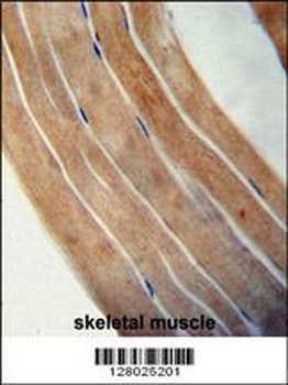 EFTUD1 Antibody抗体，orb1270849，b