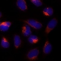 ERp19 Antibody抗体，orb668542，bio