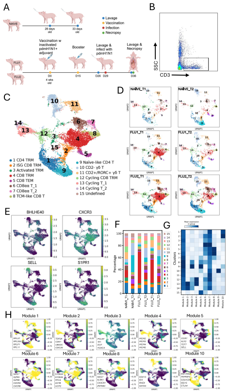 文献解读 | 非模式物种猪的单细胞免疫组库测序揭示了流感病毒感染下的T/B细胞受体多样性及克隆扩增特征