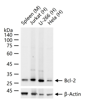 Bcl-2 Recombinant Rabbit Monoc