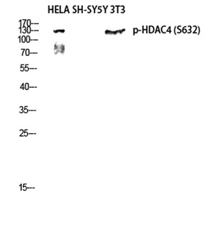 HDAC4 (phospho Ser632) rabbit