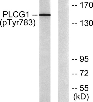 PLC γ1 (phospho Tyr783) rabbit