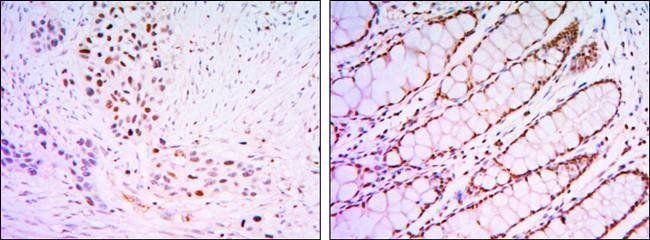 KLF4 Antibody抗体，orb69295，biorb