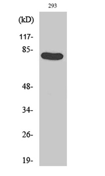 Caldesmon (phospho Ser789) rab