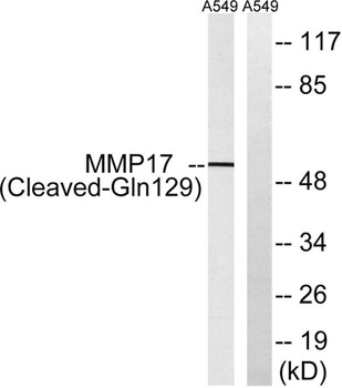 Cleaved-MMP-17 (Q129) rabbit p