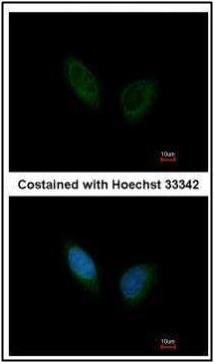 PHKA1 antibody [C2C3], C-term抗