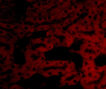 Bfl-1 Antibody抗体，orb1240113，bi