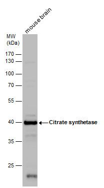 Citrate synthase antibody [N2C