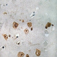 NCOA3 Antibody抗体，orb665831，bio