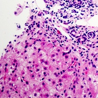 NDUFB9 Antibody抗体，orb256714，bi