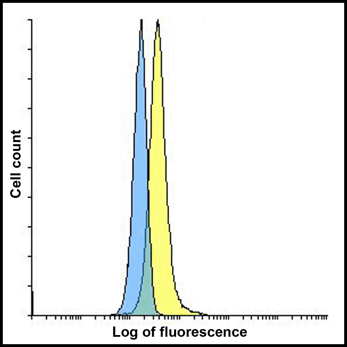 CD80 Antibody [12D9]抗体，orb1239