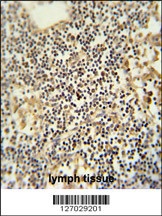 TMUB1 Antibody抗体，orb1264011，bi