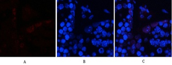 AP-1 (phospho Ser63) rabbit pA
