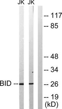 BID rabbit pAb抗体，orb764644，bio