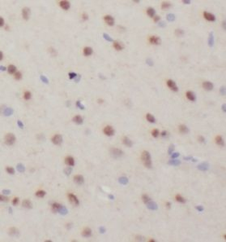 UFSP2 Antibody抗体，orb632362，bio