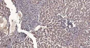 Vav3 (phospho Tyr173) rabbit p