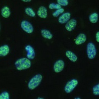 THOC4 Antibody抗体，orb412415，bio